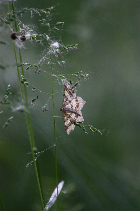 Geometridae ?